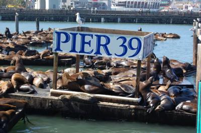 Pier 39 And The Sea Lions